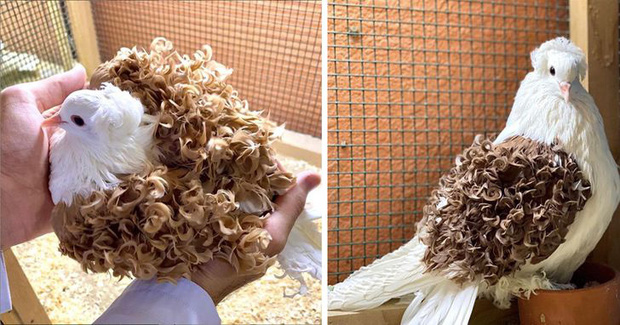 Những lần di truyền lỗi ở động vật cho ra kết quả cực hiếm thấy: Khỉ tay người, vịt hoàng tộc, chó bạch tạng - Ảnh 2. Những lần di truyền lỗi ở động vật cho ra kết quả cực hiếm thấy: Khỉ tay người, vịt hoàng tộc, chó bạch tạng - Ảnh 2.