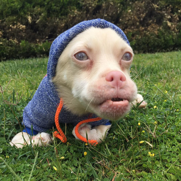 Những lần di truyền lỗi ở động vật cho ra kết quả cực hiếm thấy: Khỉ tay người, vịt hoàng tộc, chó bạch tạng - Ảnh 5. Những lần di truyền lỗi ở động vật cho ra kết quả cực hiếm thấy: Khỉ tay người, vịt hoàng tộc, chó bạch tạng - Ảnh 5.