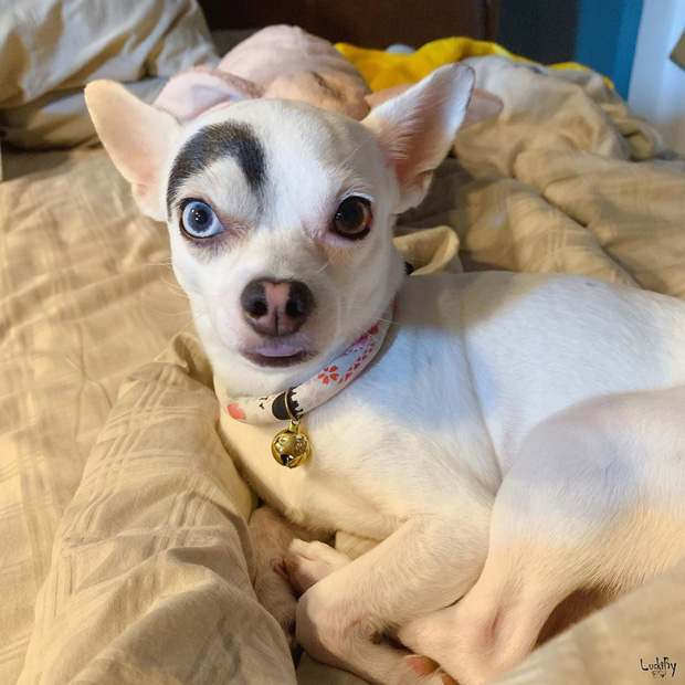 Những lần di truyền lỗi ở động vật cho ra kết quả cực hiếm thấy: Khỉ tay người, vịt hoàng tộc, chó bạch tạng - Ảnh 8. Những lần di truyền lỗi ở động vật cho ra kết quả cực hiếm thấy: Khỉ tay người, vịt hoàng tộc, chó bạch tạng - Ảnh 8.