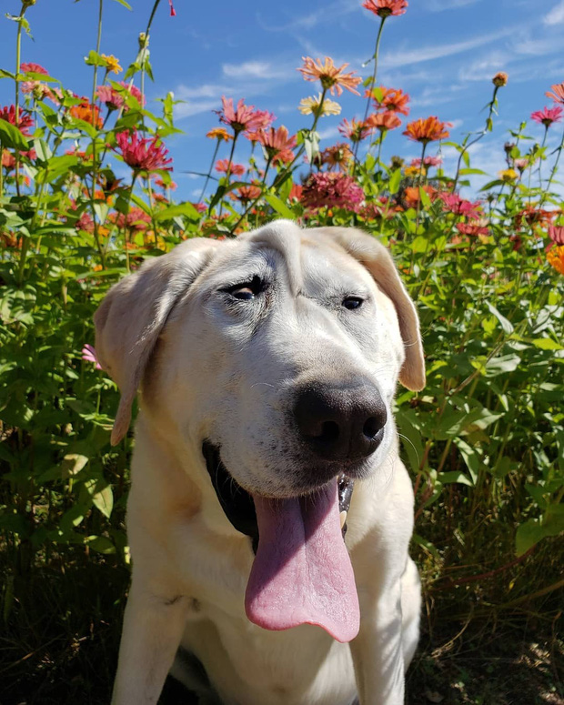 Những lần di truyền lỗi ở động vật cho ra kết quả cực hiếm thấy: Khỉ tay người, vịt hoàng tộc, chó bạch tạng - Ảnh 9. Những lần di truyền lỗi ở động vật cho ra kết quả cực hiếm thấy: Khỉ tay người, vịt hoàng tộc, chó bạch tạng - Ảnh 9.