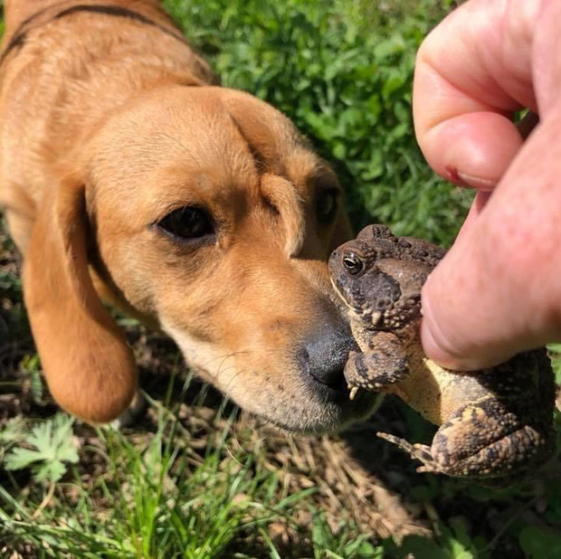 Những lần di truyền lỗi ở động vật cho ra kết quả cực hiếm thấy: Khỉ tay người, vịt hoàng tộc, chó bạch tạng - Ảnh 10. Những lần di truyền lỗi ở động vật cho ra kết quả cực hiếm thấy: Khỉ tay người, vịt hoàng tộc, chó bạch tạng - Ảnh 10.