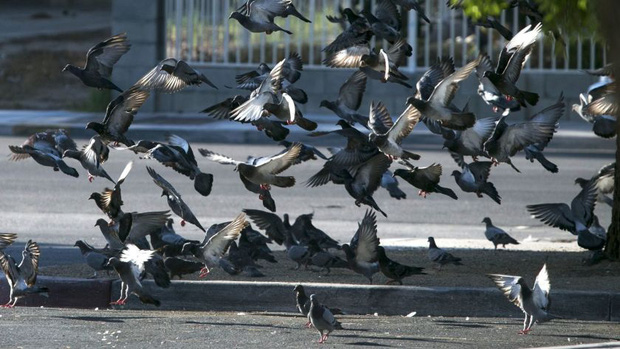 Đ&ocirc;ng đến mức kh&ocirc;ng thể chịu nổi: Chim bồ c&acirc;u đ&atilde; x&acirc;m chiếm to&agrave;n bộ c&aacute;c th&agrave;nh phố của Mỹ như thế n&agrave;o? - Ảnh 4.