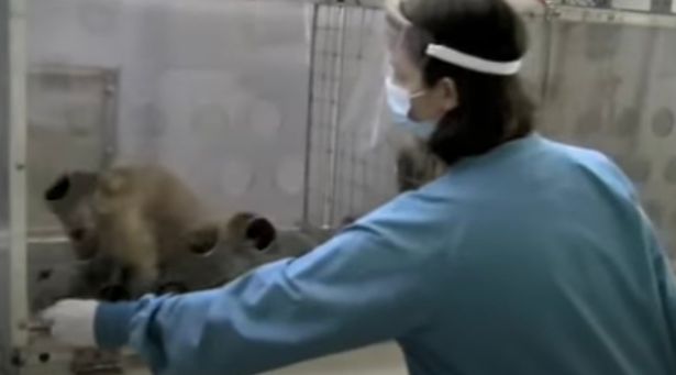 Nghiên cứu mới cho thấy loài khỉ cũng có cảm giác bất công giống như con người - Ảnh 2. Nghiên cứu mới cho thấy loài khỉ cũng có cảm giác bất công giống như con người - Ảnh 2.