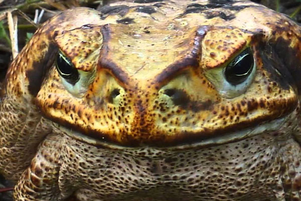 Lo&agrave;i c&oacute;c lớn nhất thế giới được nhập khẩu v&agrave;o &Uacute;c để bảo vệ m&iacute;a nhưng lại phản t&aacute;c dụng v&agrave; biến lũ ch&oacute; trở th&agrave;nh những con nghiện - Ảnh 3.