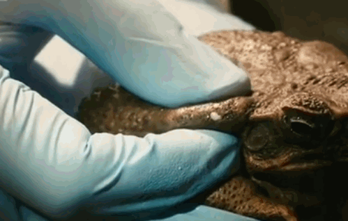 Loài cóc lớn nhất thế giới được nhập khẩu vào Úc để bảo vệ mía nhưng lại phản tác dụng và biến lũ chó trở thành những con nghiện - Ảnh 4. Loài cóc lớn nhất thế giới được nhập khẩu vào Úc để bảo vệ mía nhưng lại phản tác dụng và biến lũ chó trở thành những con nghiện - Ảnh 4.