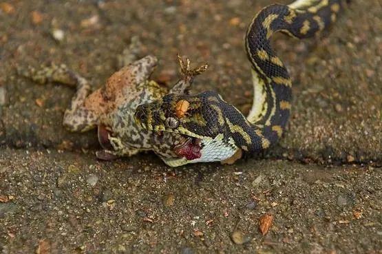 Loài cóc lớn nhất thế giới được nhập khẩu vào Úc để bảo vệ mía nhưng lại phản tác dụng và biến lũ chó trở thành những con nghiện - Ảnh 7. Loài cóc lớn nhất thế giới được nhập khẩu vào Úc để bảo vệ mía nhưng lại phản tác dụng và biến lũ chó trở thành những con nghiện - Ảnh 7.