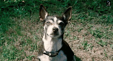 Loài cóc lớn nhất thế giới được nhập khẩu vào Úc để bảo vệ mía nhưng lại phản tác dụng và biến lũ chó trở thành những con nghiện - Ảnh 6. Loài cóc lớn nhất thế giới được nhập khẩu vào Úc để bảo vệ mía nhưng lại phản tác dụng và biến lũ chó trở thành những con nghiện - Ảnh 6.