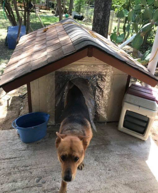 Ch&uacute; ch&oacute; sinh ra ở vạch đ&iacute;ch: Chuồng biệt phủ c&oacute; điều h&ograve;a, m&aacute;i c&aacute;ch nhiệt, s&agrave;n ng&oacute;i m&aacute;t mẻ quanh năm - Ảnh 1.