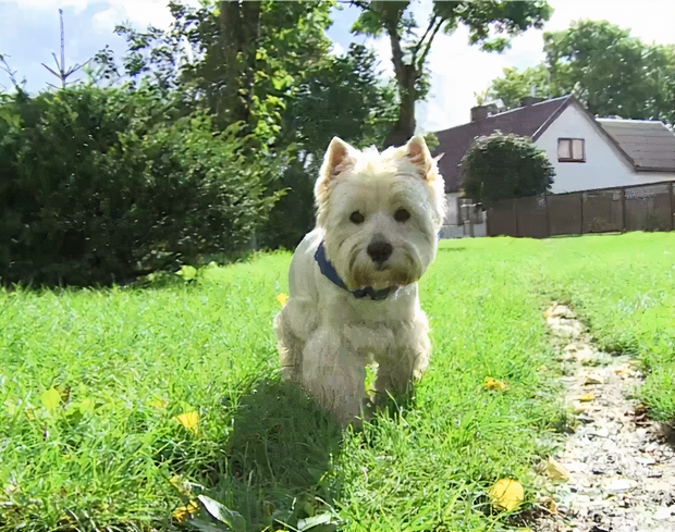 Chó nhà mất tích được tìm thấy trong lò nhân giống trái phép, để rồi vạch trần cả một ngành công nghiệp tàn khốc trục lợi bằng chó thuần chủng tại Bắc Âu - Ảnh 1. Chó nhà mất tích được tìm thấy trong lò nhân giống trái phép, để rồi vạch trần cả một ngành công nghiệp tàn khốc trục lợi bằng chó thuần chủng tại Bắc Âu - Ảnh 1.