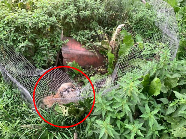 Chó nhà mất tích được tìm thấy trong lò nhân giống trái phép, để rồi vạch trần cả một ngành công nghiệp tàn khốc trục lợi bằng chó thuần chủng tại Bắc Âu - Ảnh 2. Chó nhà mất tích được tìm thấy trong lò nhân giống trái phép, để rồi vạch trần cả một ngành công nghiệp tàn khốc trục lợi bằng chó thuần chủng tại Bắc Âu - Ảnh 2.