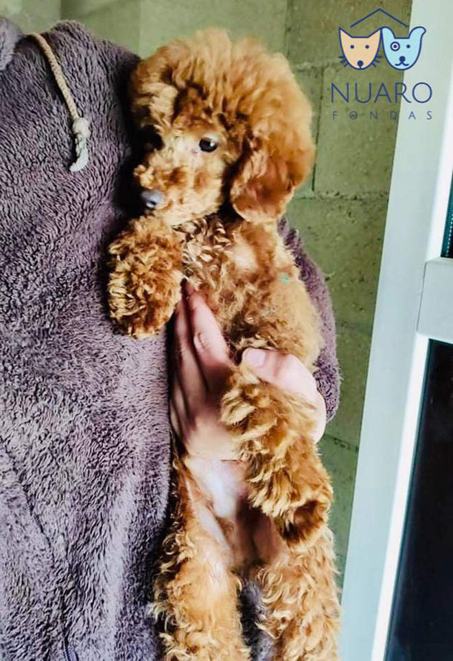 Chó nhà mất tích được tìm thấy trong lò nhân giống trái phép, để rồi vạch trần cả một ngành công nghiệp tàn khốc trục lợi bằng chó thuần chủng tại Bắc Âu - Ảnh 11. Chó nhà mất tích được tìm thấy trong lò nhân giống trái phép, để rồi vạch trần cả một ngành công nghiệp tàn khốc trục lợi bằng chó thuần chủng tại Bắc Âu - Ảnh 11.