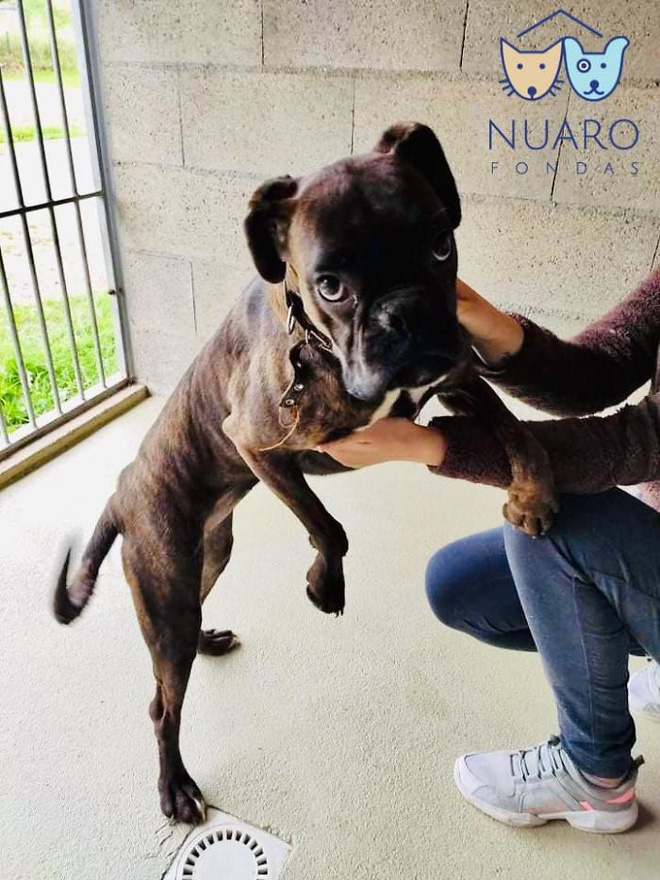 Chó nhà mất tích được tìm thấy trong lò nhân giống trái phép, để rồi vạch trần cả một ngành công nghiệp tàn khốc trục lợi bằng chó thuần chủng tại Bắc Âu - Ảnh 12. Chó nhà mất tích được tìm thấy trong lò nhân giống trái phép, để rồi vạch trần cả một ngành công nghiệp tàn khốc trục lợi bằng chó thuần chủng tại Bắc Âu - Ảnh 12.