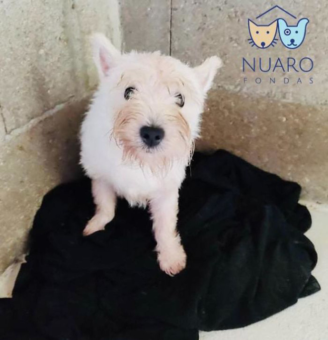 Chó nhà mất tích được tìm thấy trong lò nhân giống trái phép, để rồi vạch trần cả một ngành công nghiệp tàn khốc trục lợi bằng chó thuần chủng tại Bắc Âu - Ảnh 14. Chó nhà mất tích được tìm thấy trong lò nhân giống trái phép, để rồi vạch trần cả một ngành công nghiệp tàn khốc trục lợi bằng chó thuần chủng tại Bắc Âu - Ảnh 14.