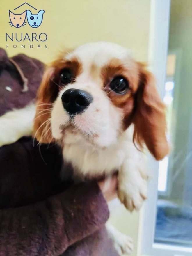 Chó nhà mất tích được tìm thấy trong lò nhân giống trái phép, để rồi vạch trần cả một ngành công nghiệp tàn khốc trục lợi bằng chó thuần chủng tại Bắc Âu - Ảnh 15. Chó nhà mất tích được tìm thấy trong lò nhân giống trái phép, để rồi vạch trần cả một ngành công nghiệp tàn khốc trục lợi bằng chó thuần chủng tại Bắc Âu - Ảnh 15.