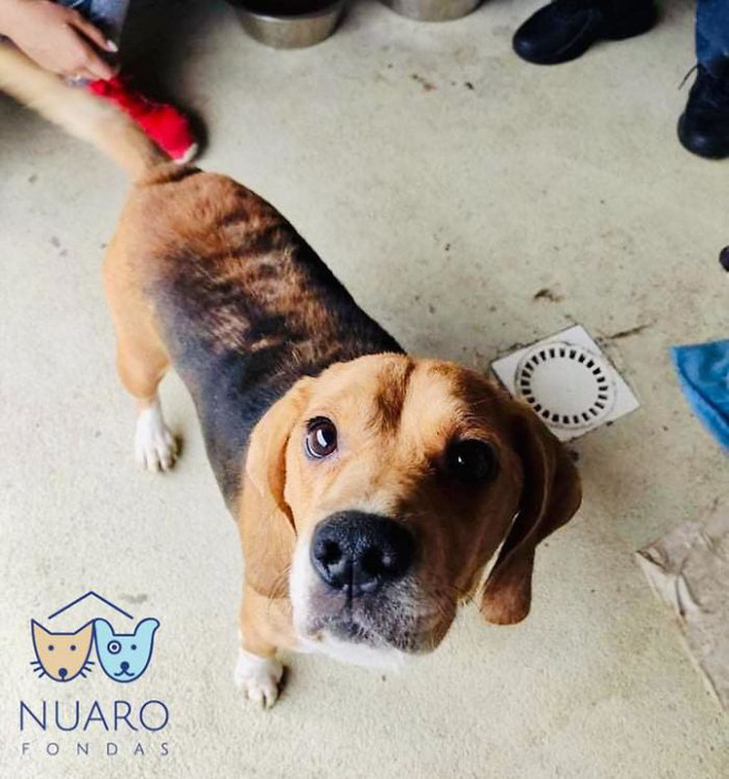 Chó nhà mất tích được tìm thấy trong lò nhân giống trái phép, để rồi vạch trần cả một ngành công nghiệp tàn khốc trục lợi bằng chó thuần chủng tại Bắc Âu - Ảnh 16. Chó nhà mất tích được tìm thấy trong lò nhân giống trái phép, để rồi vạch trần cả một ngành công nghiệp tàn khốc trục lợi bằng chó thuần chủng tại Bắc Âu - Ảnh 16.