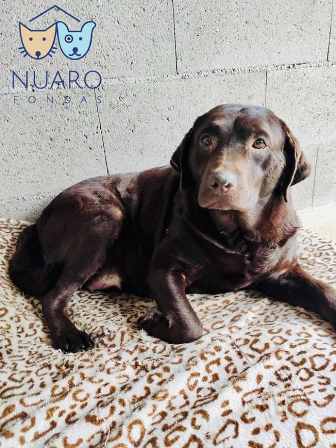 Chó nhà mất tích được tìm thấy trong lò nhân giống trái phép, để rồi vạch trần cả một ngành công nghiệp tàn khốc trục lợi bằng chó thuần chủng tại Bắc Âu - Ảnh 17. Chó nhà mất tích được tìm thấy trong lò nhân giống trái phép, để rồi vạch trần cả một ngành công nghiệp tàn khốc trục lợi bằng chó thuần chủng tại Bắc Âu - Ảnh 17.