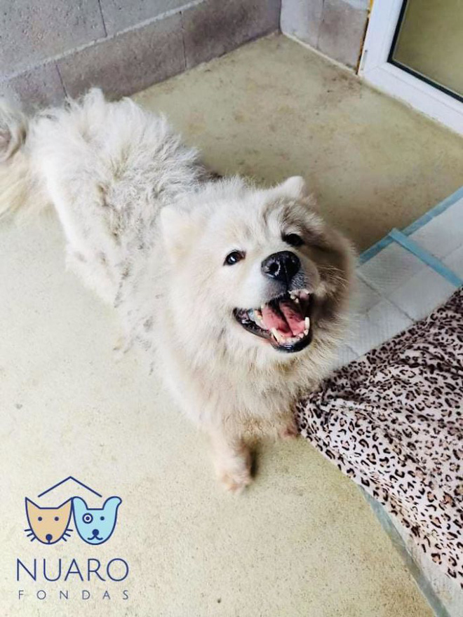 Chó nhà mất tích được tìm thấy trong lò nhân giống trái phép, để rồi vạch trần cả một ngành công nghiệp tàn khốc trục lợi bằng chó thuần chủng tại Bắc Âu - Ảnh 18. Chó nhà mất tích được tìm thấy trong lò nhân giống trái phép, để rồi vạch trần cả một ngành công nghiệp tàn khốc trục lợi bằng chó thuần chủng tại Bắc Âu - Ảnh 18.