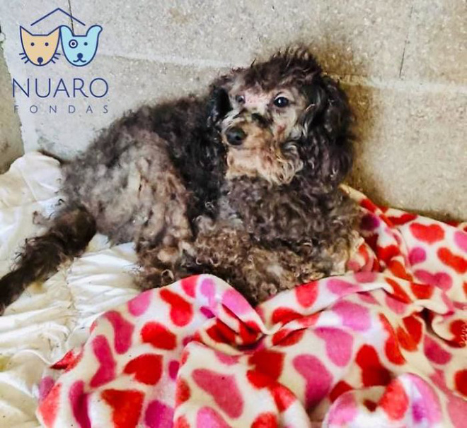 Chó nhà mất tích được tìm thấy trong lò nhân giống trái phép, để rồi vạch trần cả một ngành công nghiệp tàn khốc trục lợi bằng chó thuần chủng tại Bắc Âu - Ảnh 19. Chó nhà mất tích được tìm thấy trong lò nhân giống trái phép, để rồi vạch trần cả một ngành công nghiệp tàn khốc trục lợi bằng chó thuần chủng tại Bắc Âu - Ảnh 19.