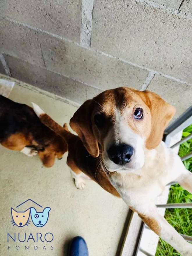 Chó nhà mất tích được tìm thấy trong lò nhân giống trái phép, để rồi vạch trần cả một ngành công nghiệp tàn khốc trục lợi bằng chó thuần chủng tại Bắc Âu - Ảnh 20. Chó nhà mất tích được tìm thấy trong lò nhân giống trái phép, để rồi vạch trần cả một ngành công nghiệp tàn khốc trục lợi bằng chó thuần chủng tại Bắc Âu - Ảnh 20.