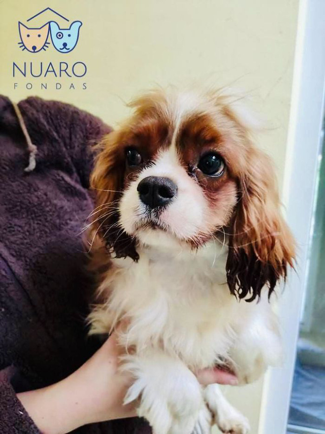 Chó nhà mất tích được tìm thấy trong lò nhân giống trái phép, để rồi vạch trần cả một ngành công nghiệp tàn khốc trục lợi bằng chó thuần chủng tại Bắc Âu - Ảnh 21. Chó nhà mất tích được tìm thấy trong lò nhân giống trái phép, để rồi vạch trần cả một ngành công nghiệp tàn khốc trục lợi bằng chó thuần chủng tại Bắc Âu - Ảnh 21.