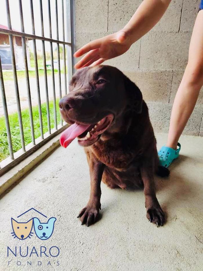 Chó nhà mất tích được tìm thấy trong lò nhân giống trái phép, để rồi vạch trần cả một ngành công nghiệp tàn khốc trục lợi bằng chó thuần chủng tại Bắc Âu - Ảnh 6. Chó nhà mất tích được tìm thấy trong lò nhân giống trái phép, để rồi vạch trần cả một ngành công nghiệp tàn khốc trục lợi bằng chó thuần chủng tại Bắc Âu - Ảnh 6.