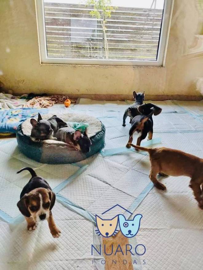 Chó nhà mất tích được tìm thấy trong lò nhân giống trái phép, để rồi vạch trần cả một ngành công nghiệp tàn khốc trục lợi bằng chó thuần chủng tại Bắc Âu - Ảnh 7. Chó nhà mất tích được tìm thấy trong lò nhân giống trái phép, để rồi vạch trần cả một ngành công nghiệp tàn khốc trục lợi bằng chó thuần chủng tại Bắc Âu - Ảnh 7.