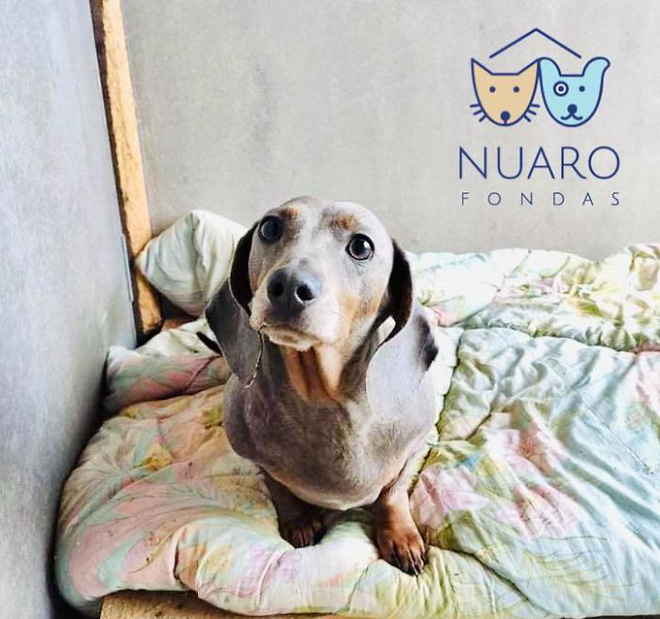 Chó nhà mất tích được tìm thấy trong lò nhân giống trái phép, để rồi vạch trần cả một ngành công nghiệp tàn khốc trục lợi bằng chó thuần chủng tại Bắc Âu - Ảnh 9. Chó nhà mất tích được tìm thấy trong lò nhân giống trái phép, để rồi vạch trần cả một ngành công nghiệp tàn khốc trục lợi bằng chó thuần chủng tại Bắc Âu - Ảnh 9.