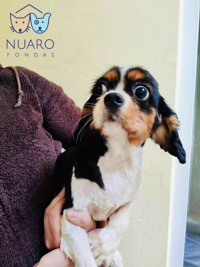 Chó nhà mất tích được tìm thấy trong lò nhân giống trái phép, để rồi vạch trần cả một ngành công nghiệp tàn khốc trục lợi bằng chó thuần chủng tại Bắc Âu - Ảnh 10. Chó nhà mất tích được tìm thấy trong lò nhân giống trái phép, để rồi vạch trần cả một ngành công nghiệp tàn khốc trục lợi bằng chó thuần chủng tại Bắc Âu - Ảnh 10.