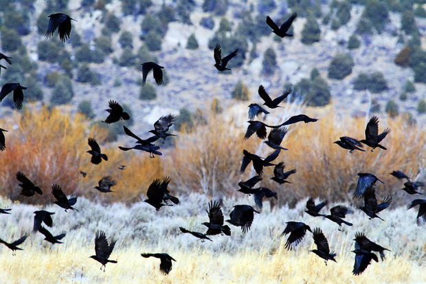 Giải m&atilde; nghi lễ đ&aacute;m ma quạ: Quạ cũng biết kh&oacute;c thương cho đồng loại qua đời nhưng thực tế chỉ l&agrave; h&agrave;nh vi v&igrave; lợi &iacute;ch của bản th&acirc;n? - Ảnh 1.