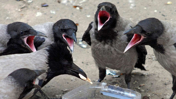 Giải m&atilde; nghi lễ đ&aacute;m ma quạ: Quạ cũng biết kh&oacute;c thương cho đồng loại qua đời nhưng thực tế chỉ l&agrave; h&agrave;nh vi v&igrave; lợi &iacute;ch của bản th&acirc;n? - Ảnh 2.