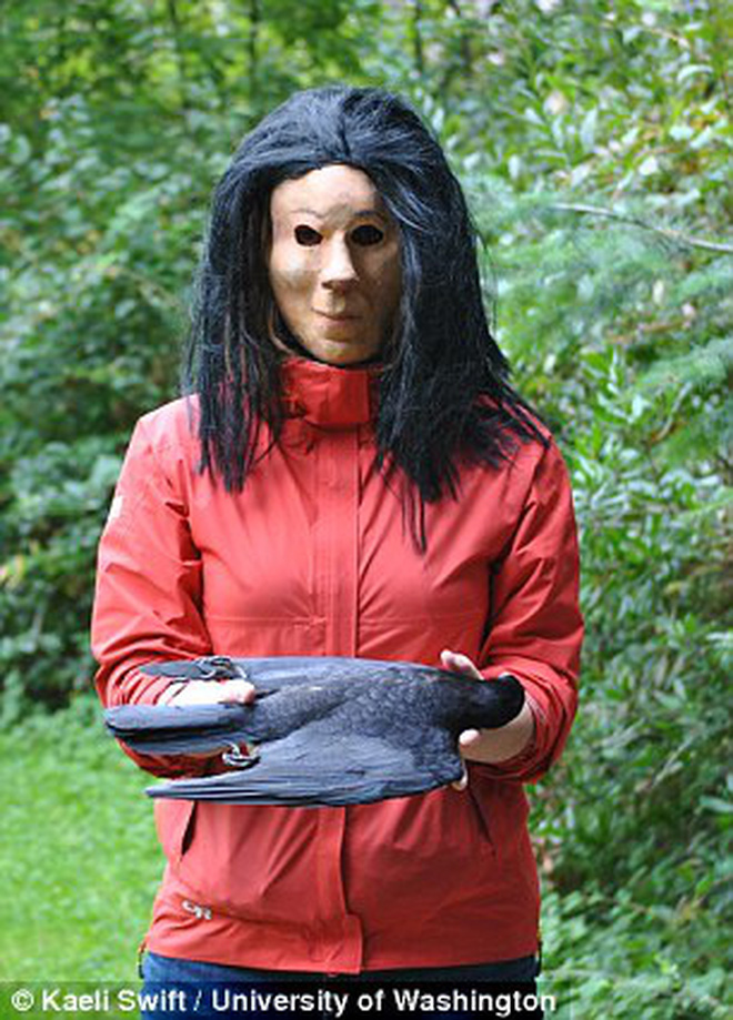 Giải m&atilde; nghi lễ đ&aacute;m ma quạ: Quạ cũng biết kh&oacute;c thương cho đồng loại qua đời nhưng thực tế chỉ l&agrave; h&agrave;nh vi v&igrave; lợi &iacute;ch của bản th&acirc;n? - Ảnh 3.