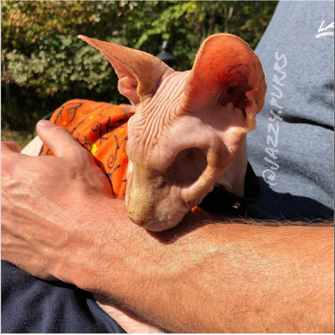 Gặp gỡ Jasper, chú mèo không lông đã bị cắt bỏ cả hai nhãn cầu với hàng chục nghìn người hâm mộ - Ảnh 9. Gặp gỡ Jasper, chú mèo không lông đã bị cắt bỏ cả hai nhãn cầu với hàng chục nghìn người hâm mộ - Ảnh 9.