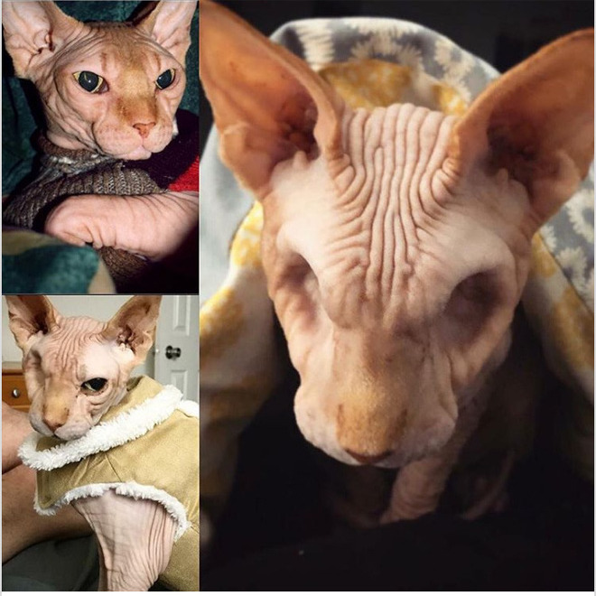 Gặp gỡ Jasper, chú mèo không lông đã bị cắt bỏ cả hai nhãn cầu với hàng chục nghìn người hâm mộ - Ảnh 1. Gặp gỡ Jasper, chú mèo không lông đã bị cắt bỏ cả hai nhãn cầu với hàng chục nghìn người hâm mộ - Ảnh 1.