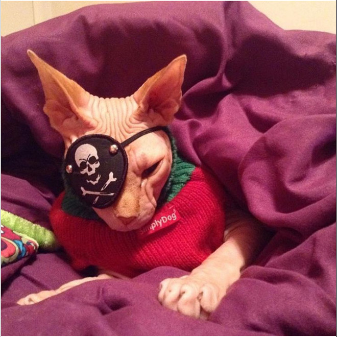 Gặp gỡ Jasper, chú mèo không lông đã bị cắt bỏ cả hai nhãn cầu với hàng chục nghìn người hâm mộ - Ảnh 14. Gặp gỡ Jasper, chú mèo không lông đã bị cắt bỏ cả hai nhãn cầu với hàng chục nghìn người hâm mộ - Ảnh 14.