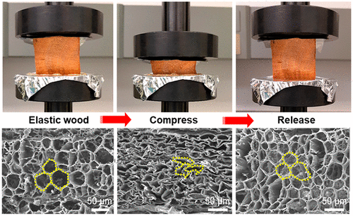 T&igrave;m ra phương ph&aacute;p biến đổi gỗ th&agrave;nh vật liệu đ&agrave;n hồi như cao su - Ảnh 3.