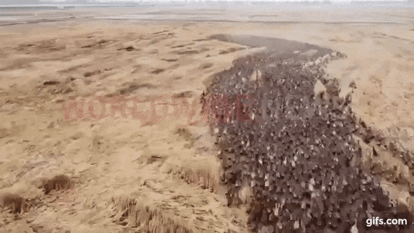 Cảnh tượng ngoạn mục như thể quái vật xâm chiếm Trái đất nhưng sự thật khiến bạn mở rộng tầm mắt về sức mạnh đội quân đi làm như trẩy hội - Ảnh 2. Cảnh tượng ngoạn mục như thể quái vật xâm chiếm Trái đất nhưng sự thật khiến bạn mở rộng tầm mắt về sức mạnh đội quân đi làm như trẩy hội - Ảnh 2.