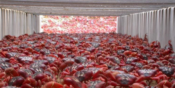 Cảnh tượng ngoạn mục như thể quái vật xâm chiếm Trái đất nhưng sự thật khiến bạn mở rộng tầm mắt về sức mạnh đội quân đi làm như trẩy hội - Ảnh 4. Cảnh tượng ngoạn mục như thể quái vật xâm chiếm Trái đất nhưng sự thật khiến bạn mở rộng tầm mắt về sức mạnh đội quân đi làm như trẩy hội - Ảnh 4.