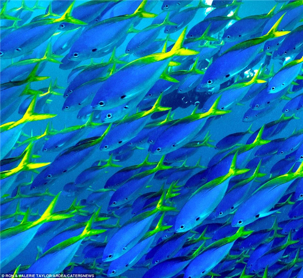 Cảnh tượng ngoạn mục như thể quái vật xâm chiếm Trái đất nhưng sự thật khiến bạn mở rộng tầm mắt về sức mạnh đội quân đi làm như trẩy hội - Ảnh 5. Cảnh tượng ngoạn mục như thể quái vật xâm chiếm Trái đất nhưng sự thật khiến bạn mở rộng tầm mắt về sức mạnh đội quân đi làm như trẩy hội - Ảnh 5.