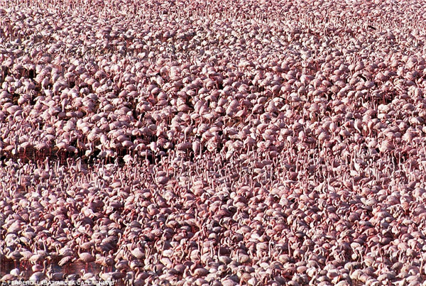 Cảnh tượng ngoạn mục như thể quái vật xâm chiếm Trái đất nhưng sự thật khiến bạn mở rộng tầm mắt về sức mạnh đội quân đi làm như trẩy hội - Ảnh 6. Cảnh tượng ngoạn mục như thể quái vật xâm chiếm Trái đất nhưng sự thật khiến bạn mở rộng tầm mắt về sức mạnh đội quân đi làm như trẩy hội - Ảnh 6.