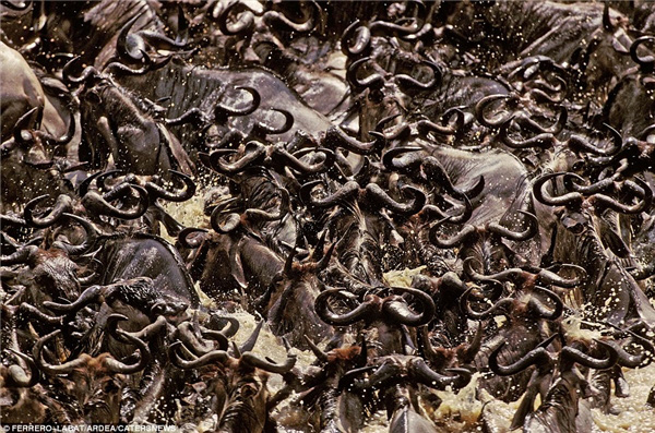 Cảnh tượng ngoạn mục như thể quái vật xâm chiếm Trái đất nhưng sự thật khiến bạn mở rộng tầm mắt về sức mạnh đội quân đi làm như trẩy hội - Ảnh 9. Cảnh tượng ngoạn mục như thể quái vật xâm chiếm Trái đất nhưng sự thật khiến bạn mở rộng tầm mắt về sức mạnh đội quân đi làm như trẩy hội - Ảnh 9.