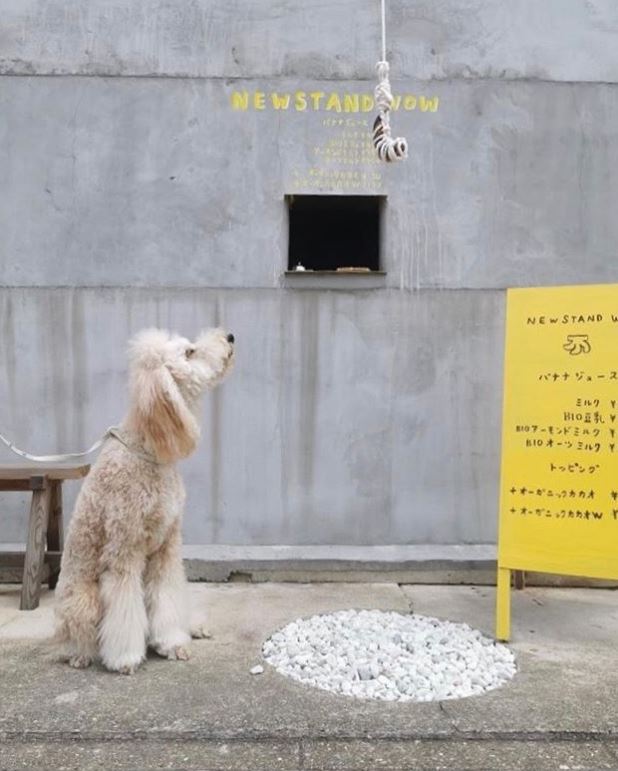 Qu&aacute;n c&agrave; ph&ecirc; tr&ocirc;ng như nh&agrave; hoang ở Nhật Bản, linh vật l&agrave; một quả chuối, kh&aacute;ch tới mua h&agrave;ng qua &ocirc; cửa như lỗ ch&acirc;u mai - Ảnh 8.