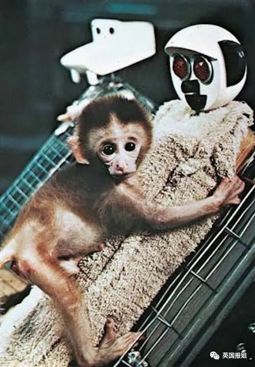 Thí nghiệm tâm lý về tình mẫu tử tàn nhẫn nhất của nhân loại đối với động vật - Ảnh 9. Thí nghiệm tâm lý về tình mẫu tử tàn nhẫn nhất của nhân loại đối với động vật - Ảnh 9.