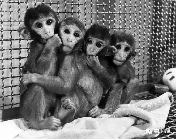 Thí nghiệm tâm lý về tình mẫu tử tàn nhẫn nhất của nhân loại đối với động vật - Ảnh 3. Thí nghiệm tâm lý về tình mẫu tử tàn nhẫn nhất của nhân loại đối với động vật - Ảnh 3.