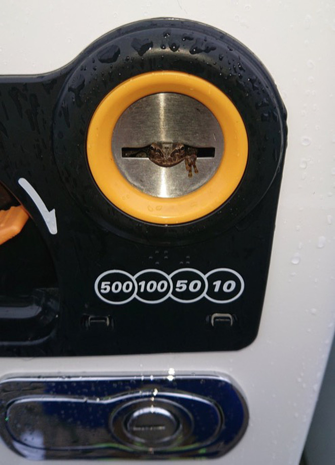 Đ&ocirc;i mắt lấp l&oacute; sau khe nh&eacute;t xu của m&aacute;y b&aacute;n h&agrave;ng tự động khiến anh thanh ni&ecirc;n phải giật m&igrave;nh, nh&igrave;n kỹ mới biết nơi n&agrave;y l&agrave; tổ ấm của kẻ lạ mặt - Ảnh 4.