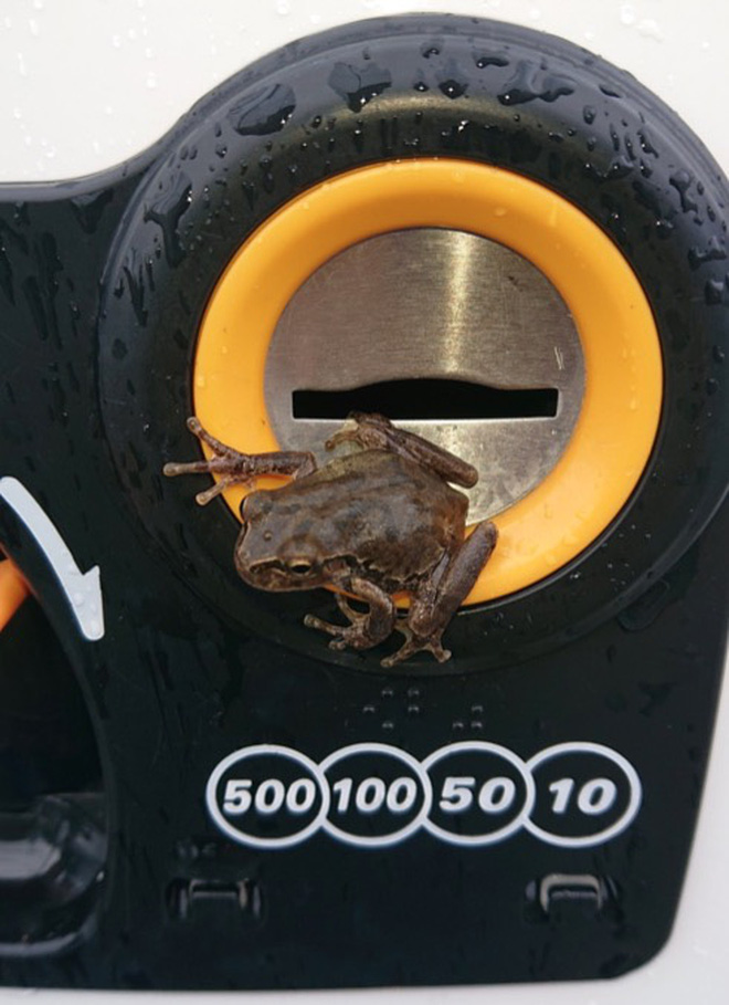 Đ&ocirc;i mắt lấp l&oacute; sau khe nh&eacute;t xu của m&aacute;y b&aacute;n h&agrave;ng tự động khiến anh thanh ni&ecirc;n phải giật m&igrave;nh, nh&igrave;n kỹ mới biết nơi n&agrave;y l&agrave; tổ ấm của kẻ lạ mặt - Ảnh 5.