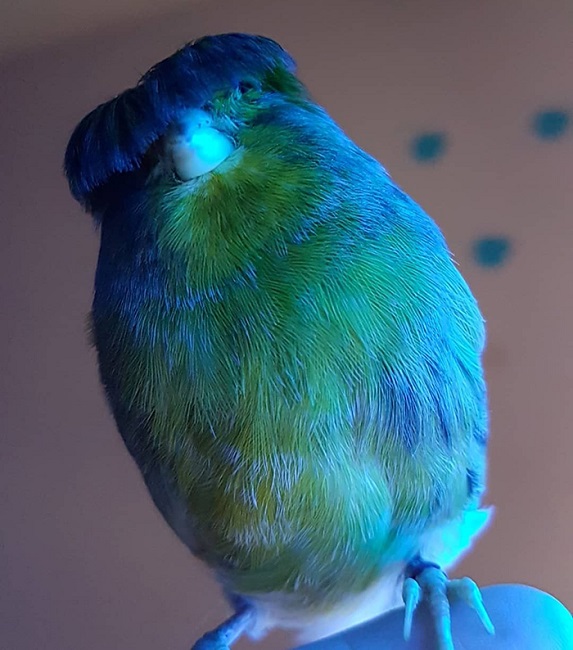 Gloster Canary: Loài chim kỳ lạ sở hữu quả đầu moi cực chất - Ảnh 2. Gloster Canary: Loài chim kỳ lạ sở hữu quả đầu moi cực chất - Ảnh 2.