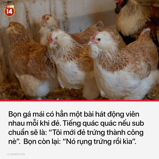 13 sự thật th&uacute; vị v&agrave; kỳ quặc sẽ khiến mọi người phải thốt l&ecirc;n Sao cậu lại biết c&aacute;i thứ n&agrave;y?? - Ảnh 2.