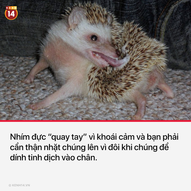 13 sự thật th&uacute; vị v&agrave; kỳ quặc sẽ khiến mọi người phải thốt l&ecirc;n Sao cậu lại biết c&aacute;i thứ n&agrave;y?? - Ảnh 5.