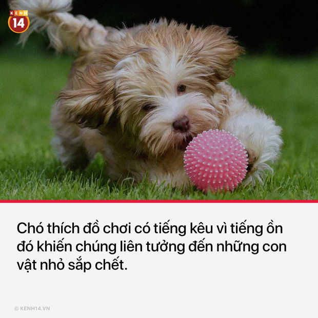 13 sự thật th&uacute; vị v&agrave; kỳ quặc sẽ khiến mọi người phải thốt l&ecirc;n Sao cậu lại biết c&aacute;i thứ n&agrave;y?? - Ảnh 9.