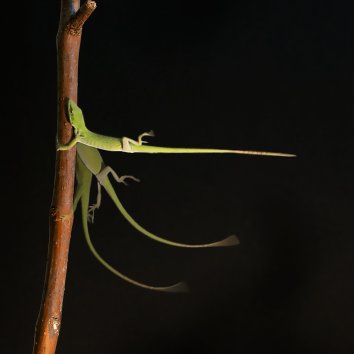 Những cơn bão ở vịnh Caribbean đang tua nhanh quá trình tiến hóa của thằn lằn - Ảnh 4. Những cơn bão ở vịnh Caribbean đang tua nhanh quá trình tiến hóa của thằn lằn - Ảnh 4.